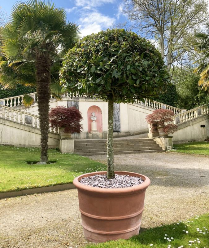 Terracini Florentine Terracotta Planter (75Ø x 60cm)